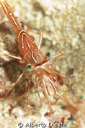 Shrimp in coral garden, night dive by Alberto D'este 